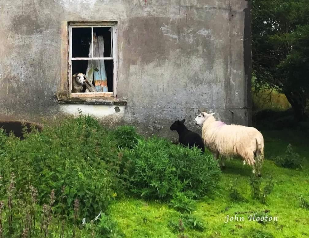 Teach Eoin Dingle Exterior foto